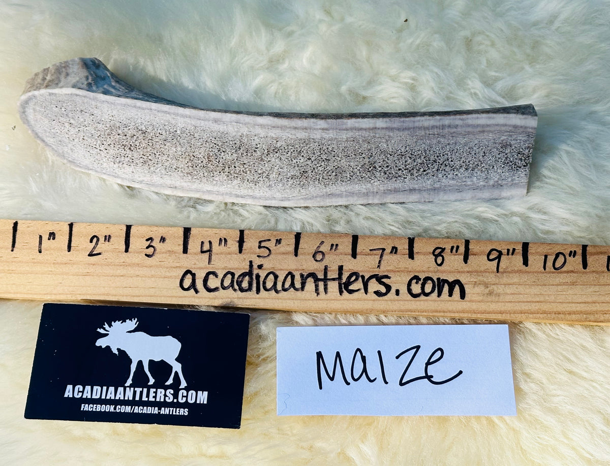 OVERSIZED Split Elk Antler MAIZE L/XL Dog Acadia Antlers