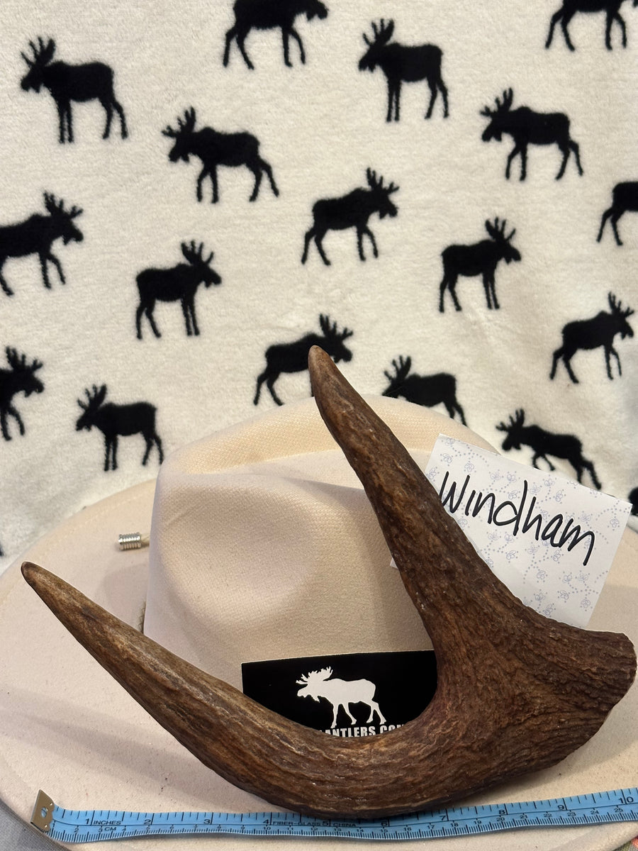 Acadia Lobster Claw WINDHAM XL for Power Chewers Acadia Antlers