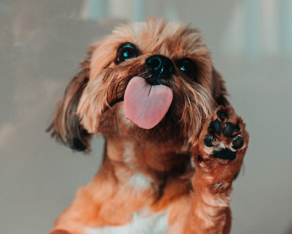 4 Reasons Why Dogs Lick Excessively And What You Can Do About It