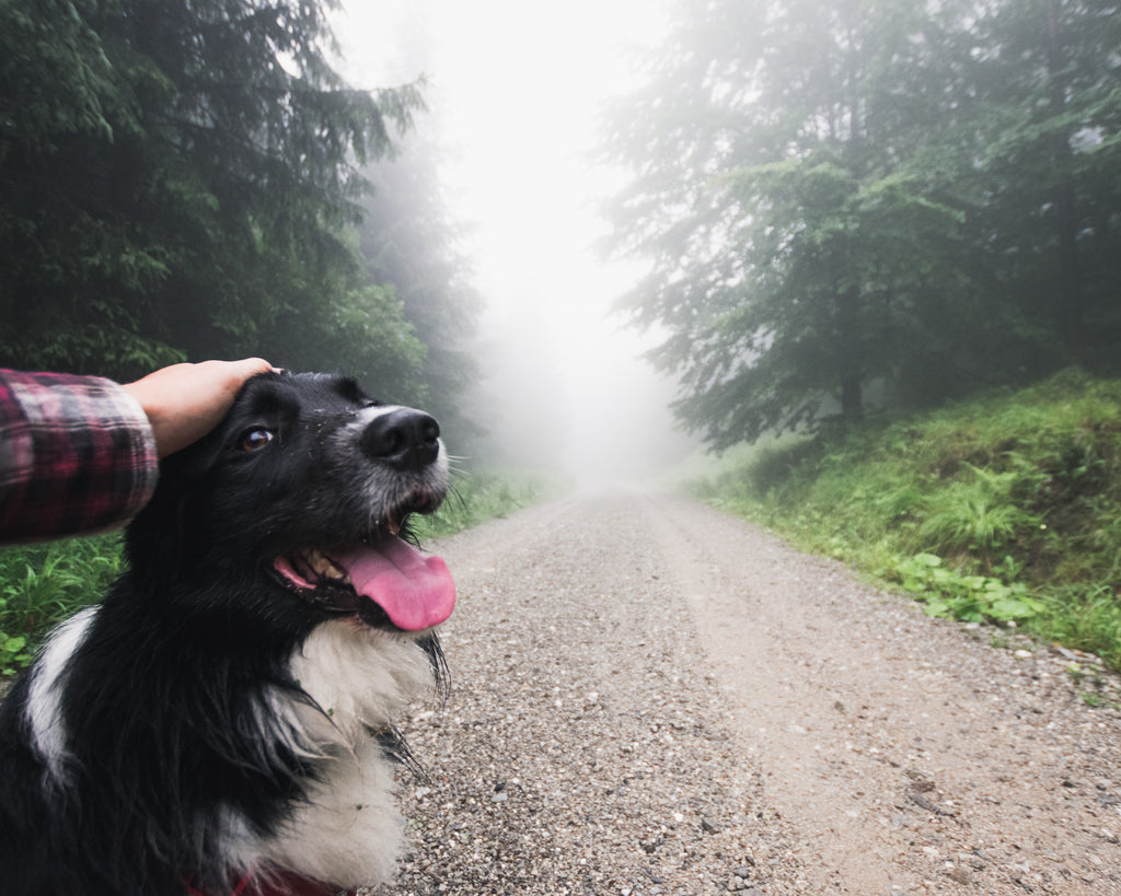 6 Essential Tips To Know Before Hiking With Your Dog