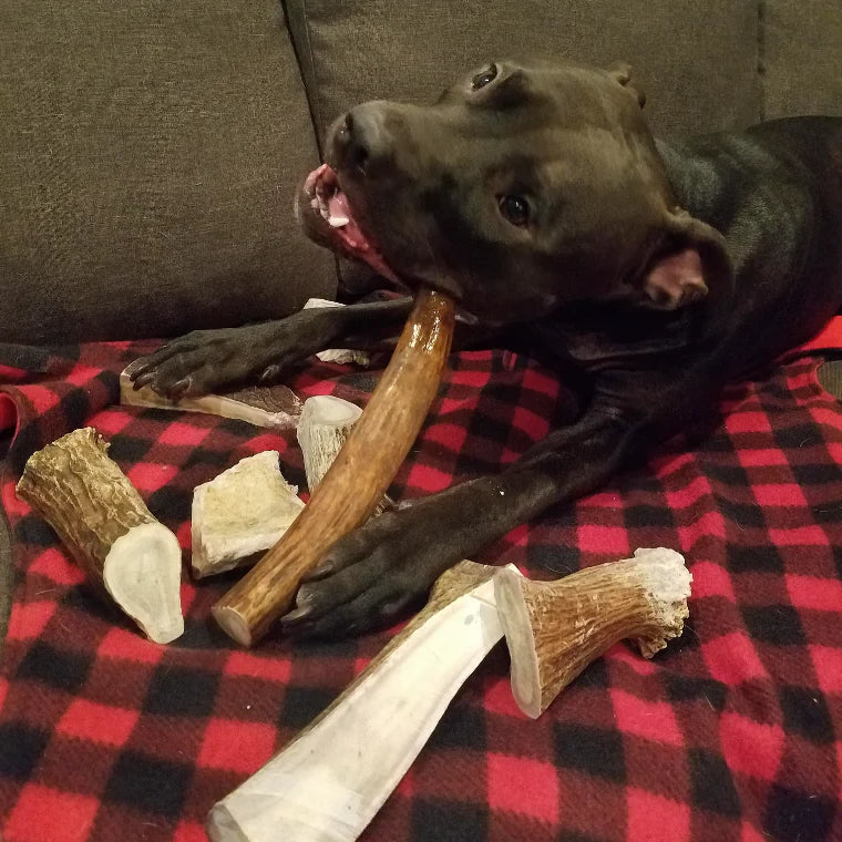 Benefits of Moose Antlers For Dogs