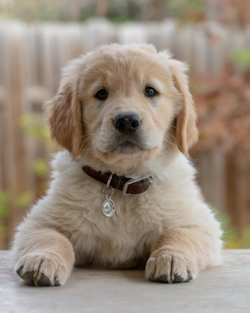Top Tips For New Puppy Owners