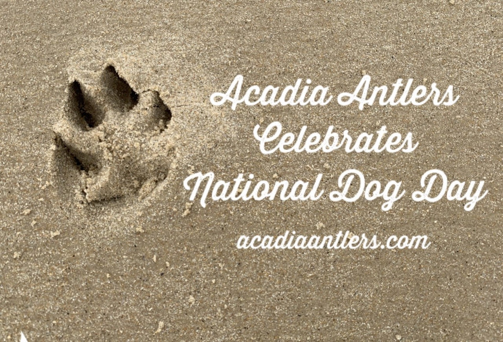 National Dog Day 2020 Special Offer on Acadia Antlers The Best Antlers For Your Dog