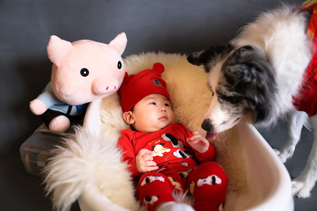 How To Introduce Your Dog To Your Newborn Baby