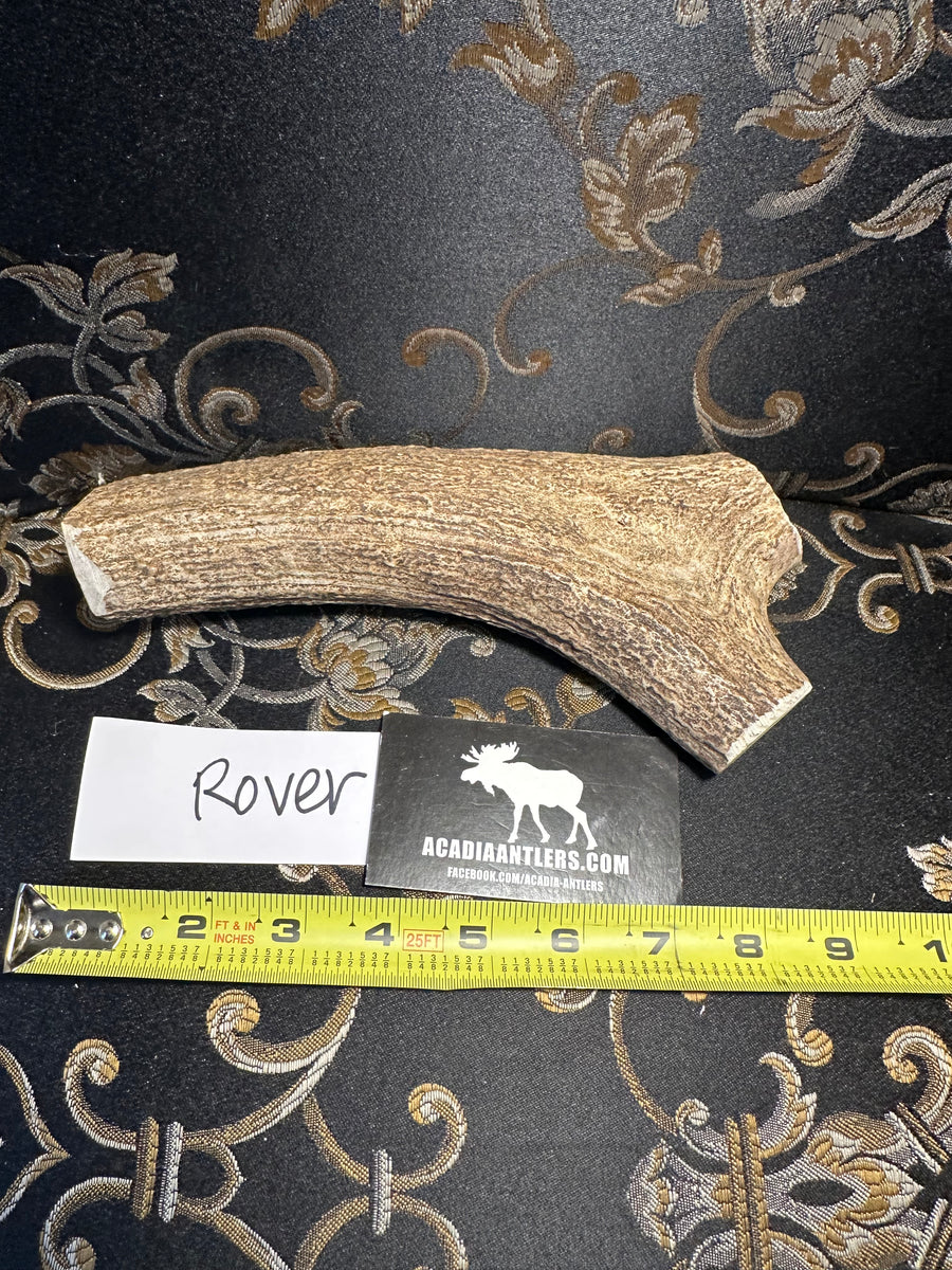 Acadia Antler Beam / Cylinder - ROVER - L/XL Strong Chewer! – Acadia ...