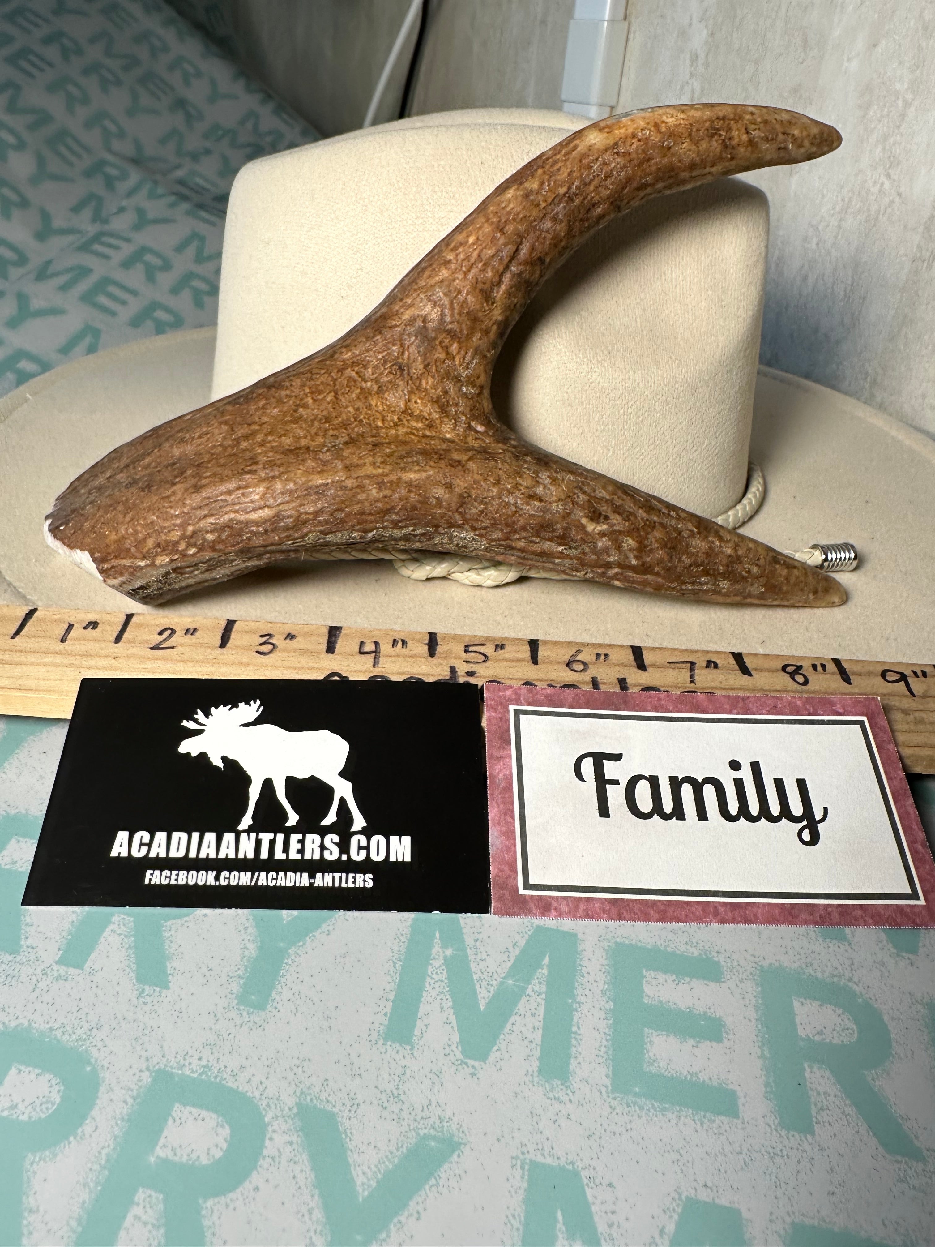 Acadia Lobster Claw FAMILY for L Power Chewers TOP PICK Acadia