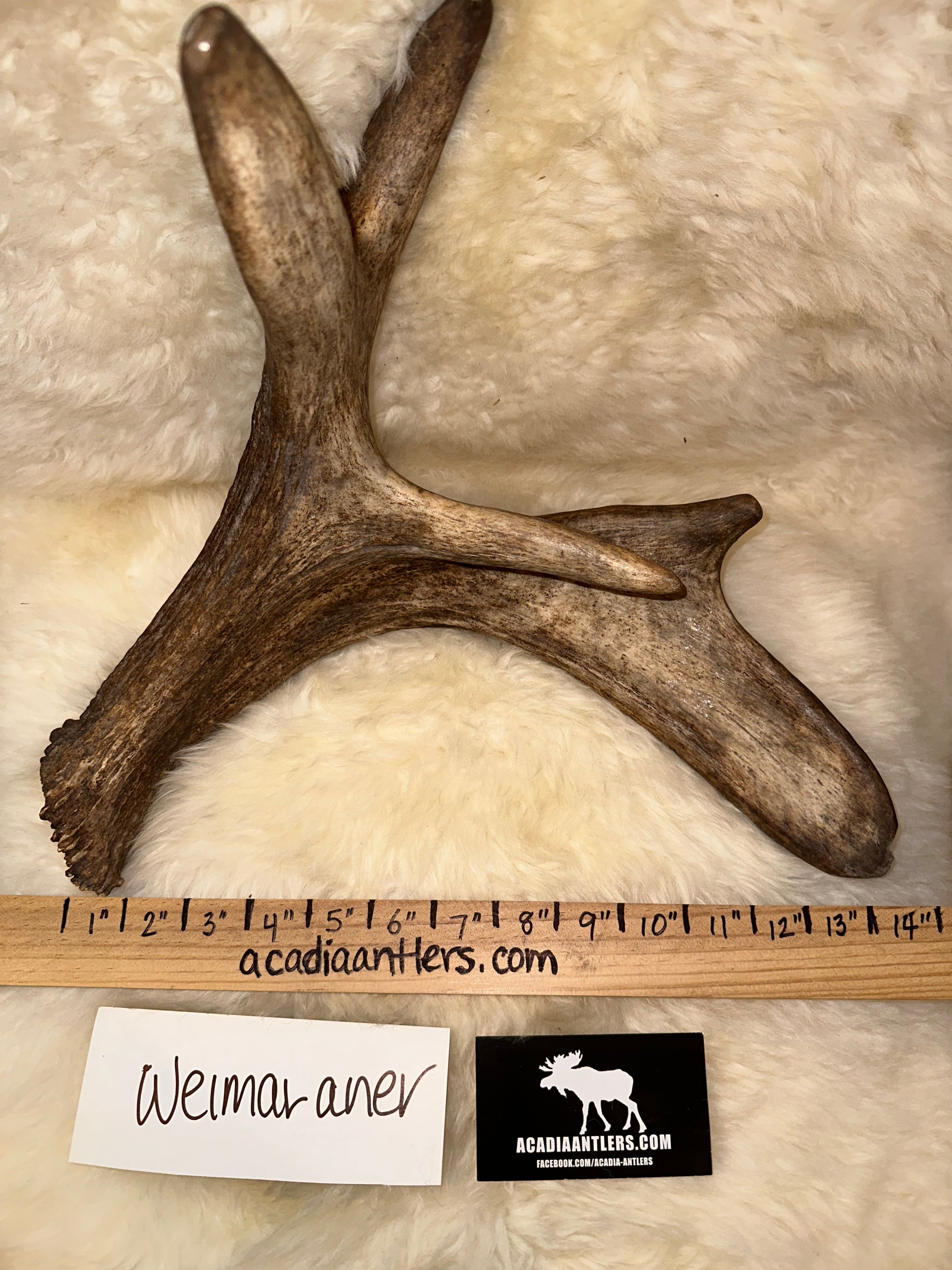 Acadia Baby Moose Shed Whole Antler WEIMERANER (ART) for
