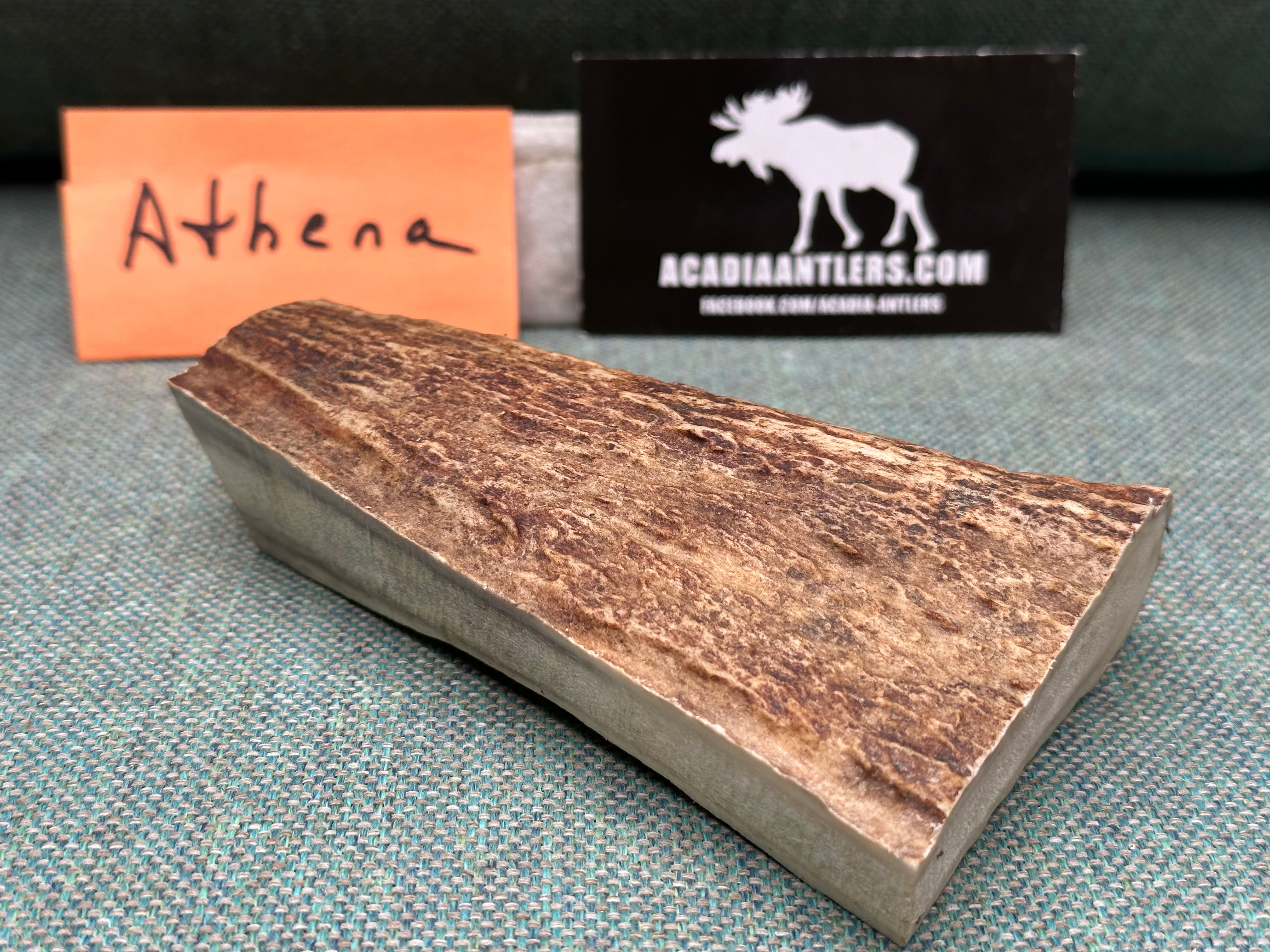 Acadia Antlers Slab Chunk - ATHENA - Rich Solid Moose Paddle for MEDIUM Chewer