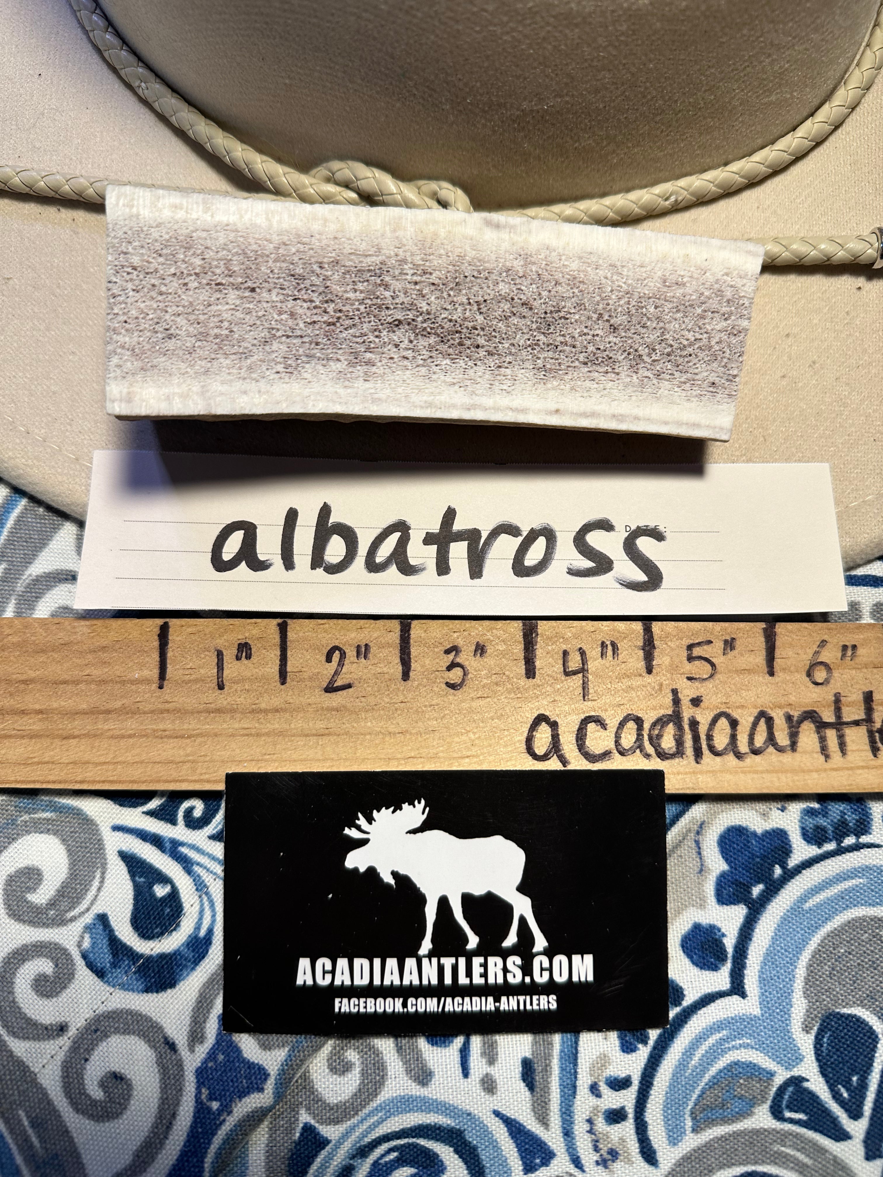 Acadia Antlers Medium CHUNKY  ELK SPLIT - ALBATROSS - Med.  Dog