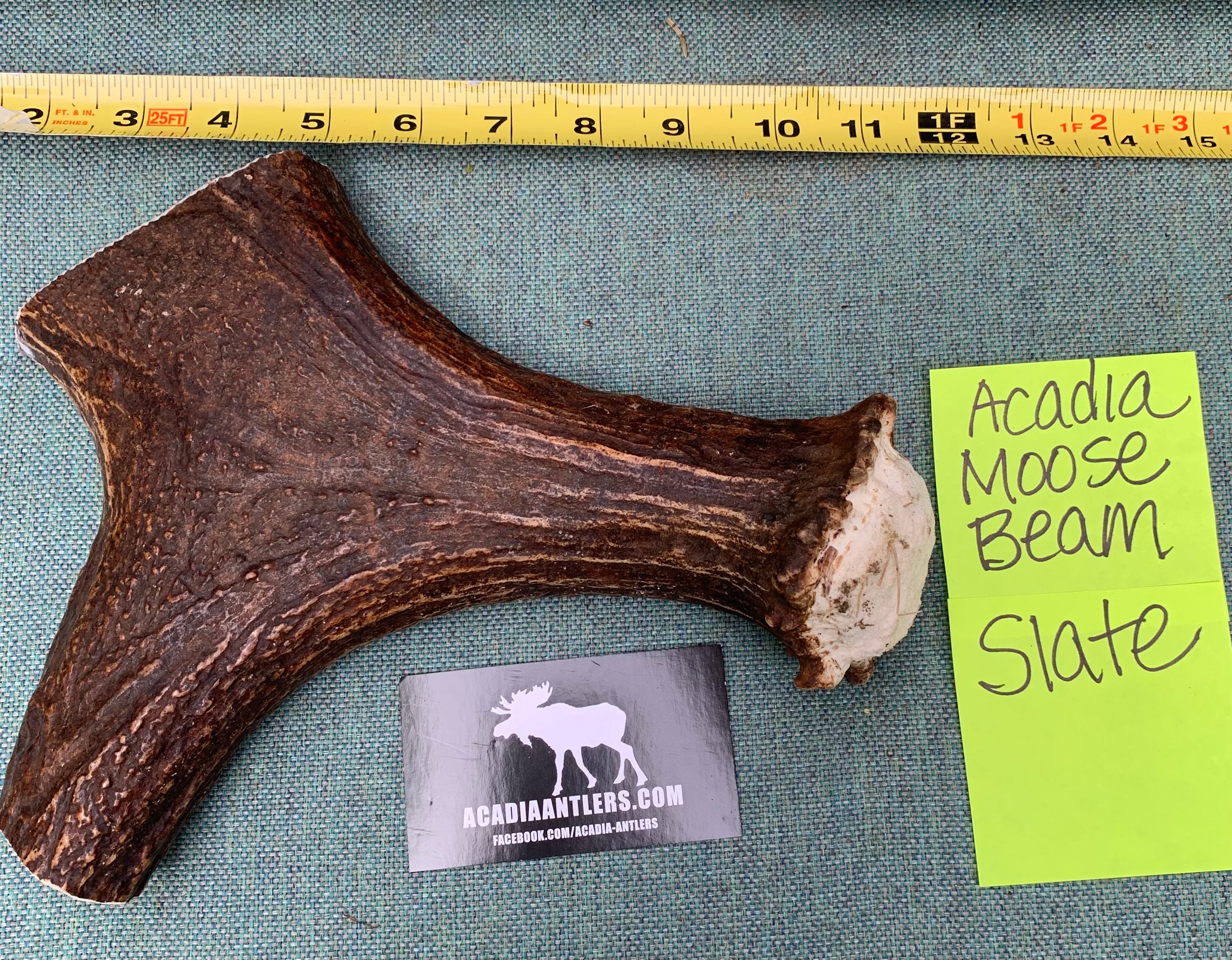 Acadia Moose Antler Beam - SLATE - Tough Chewer
